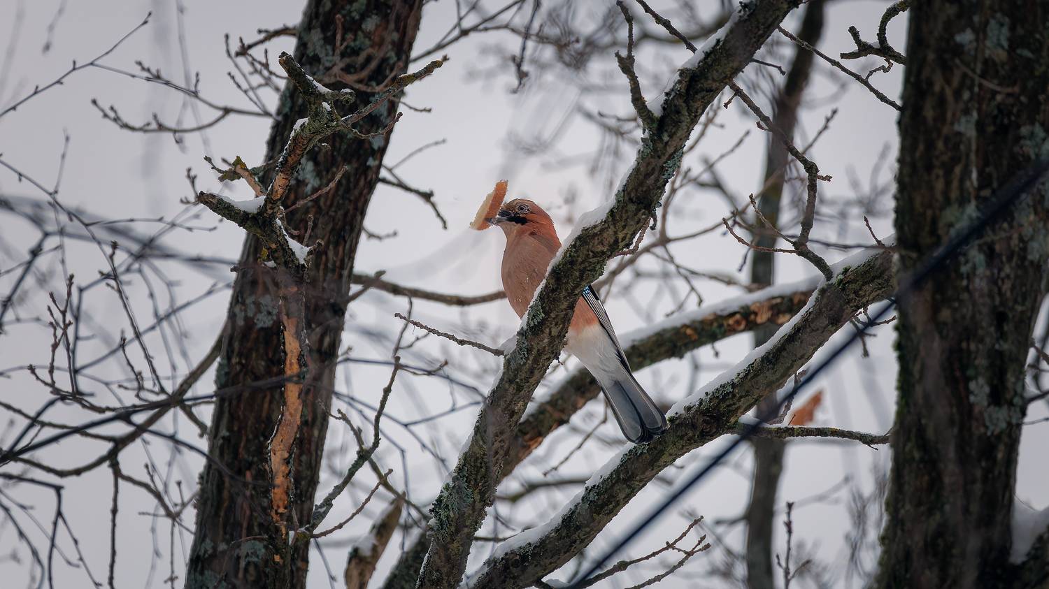 , Загруев Михаил