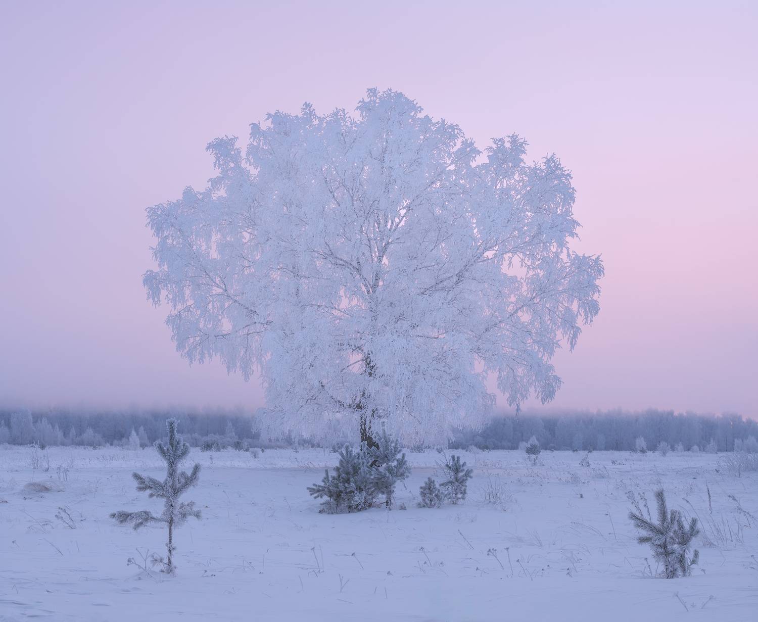 зима, мороз, туман, снег, иней, деревья, Леонтьев Константин