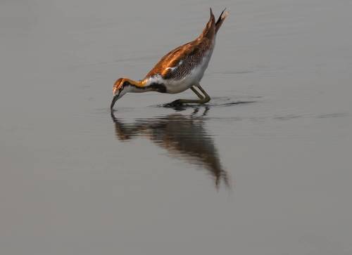 Pheasant-tailed jacana