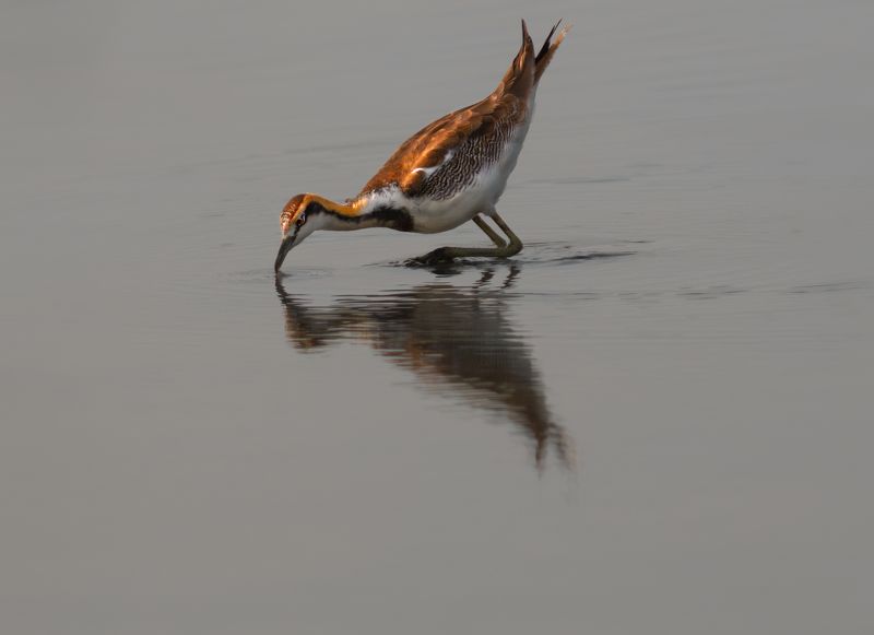 closeup, bird, birds, wild, wings, beauty, nature, swan, feather, spread, little sparrow,animal,animals,nikon,tailorbird,portraitm,eyes,eagle,kite,flying,sky,prey Pheasant-tailed jacana фото превью