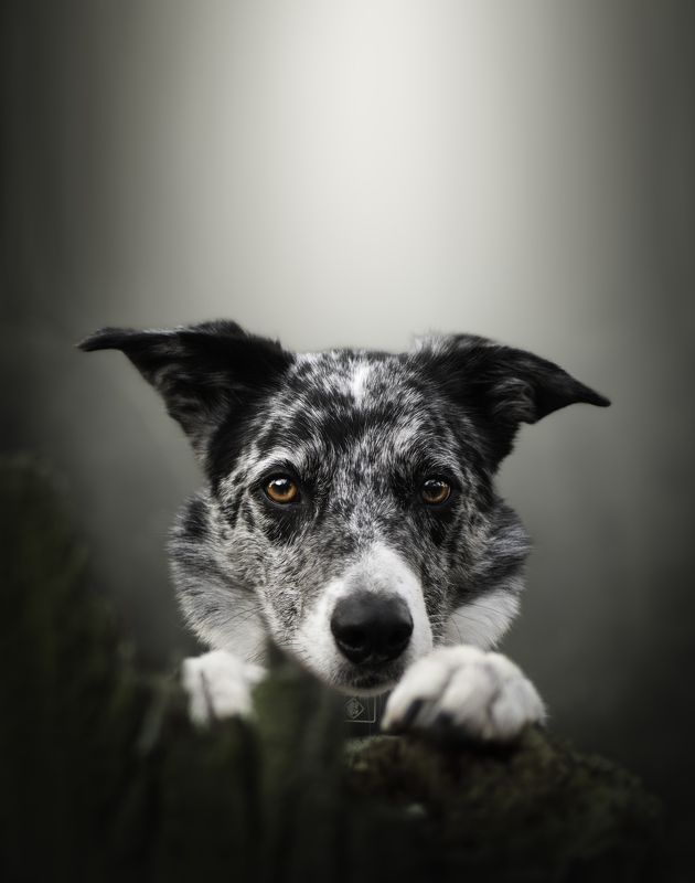 i see you фото превью