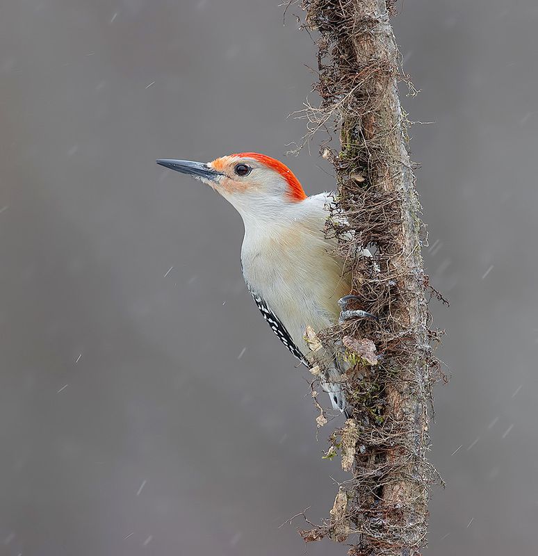 дятел, каролинский меланерпес, red-bellied woodpecker, woodpecker, зима Red-bellied Woodpecker, male -Каролинский меланерпес фото превью