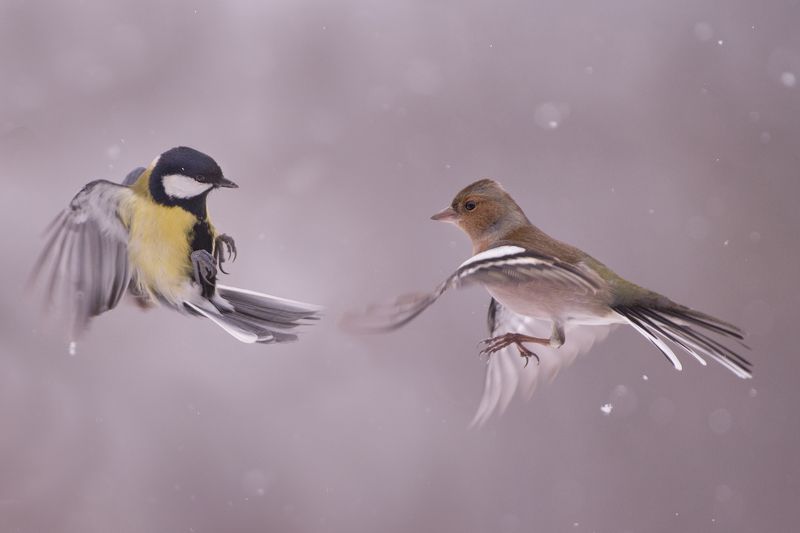 Битва фото превью