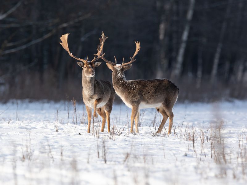 Душевный разговор фото превью