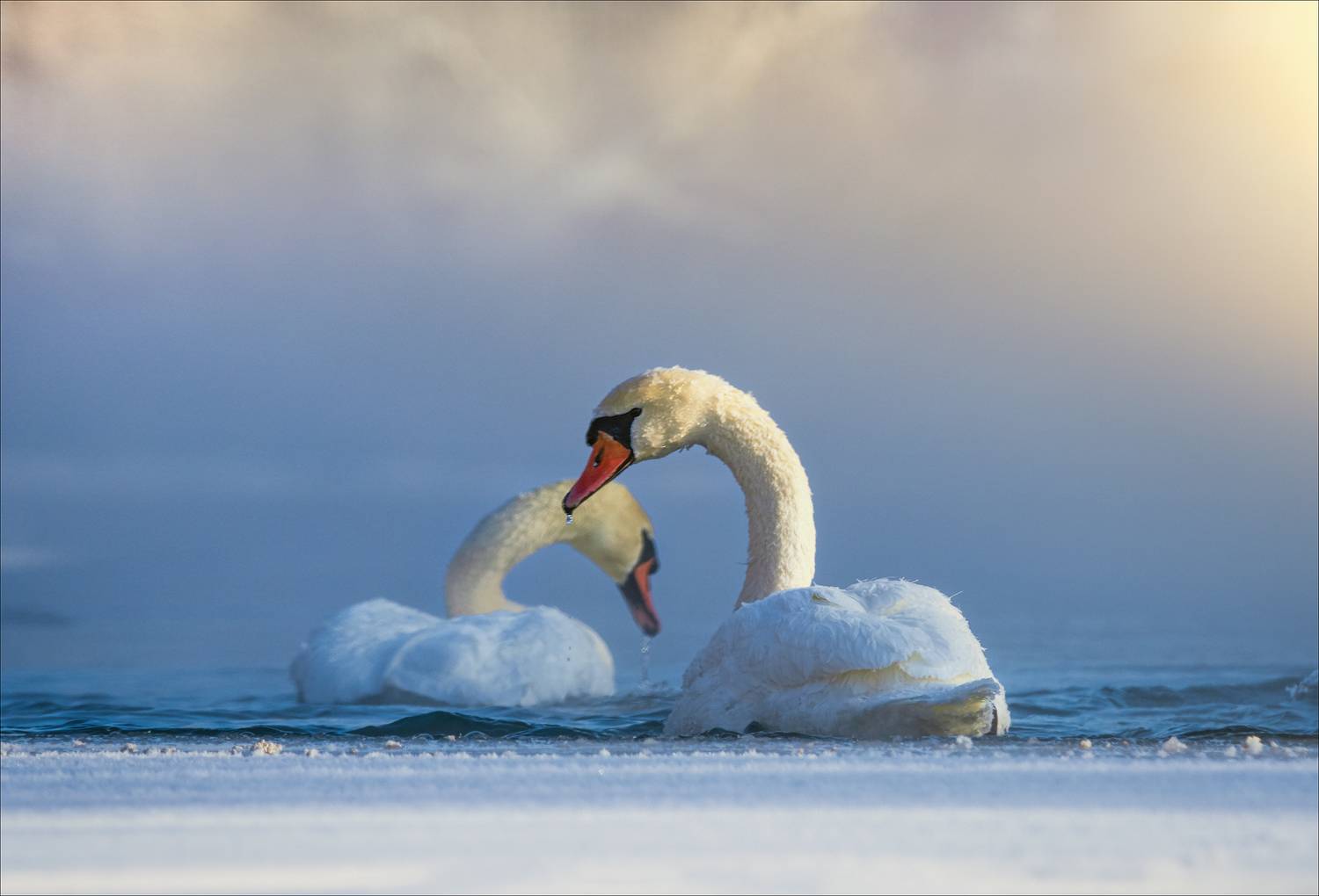 , Богорянов Алексей