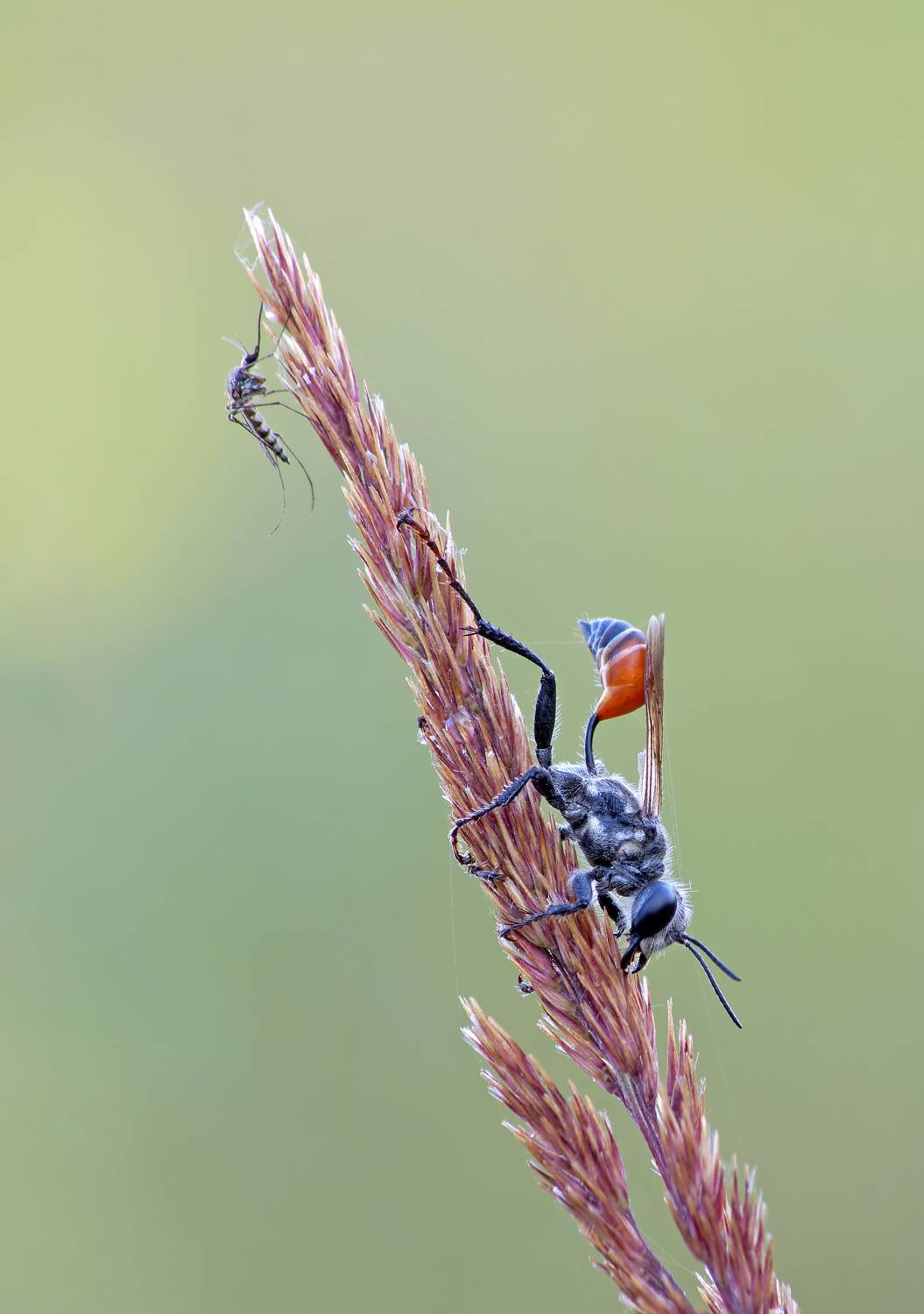 Сон, оса, комар, растение, Чепленко Алексей