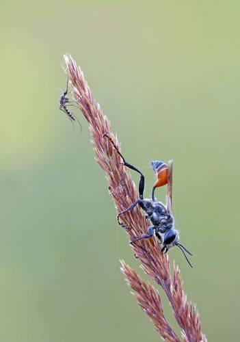 Вечно пищащий, мешающий спать