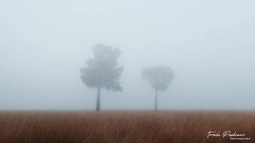 Trees in the fog