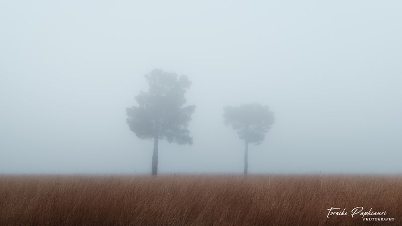 landscape, georgia, tree Trees in the fog фото превью