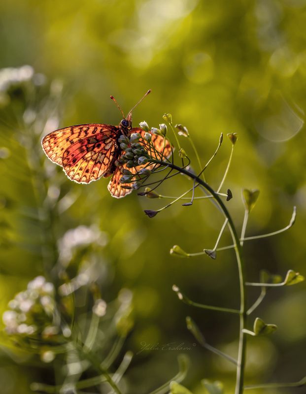 бабочка, макро, macro, шашечница Солнечный витраж фото превью