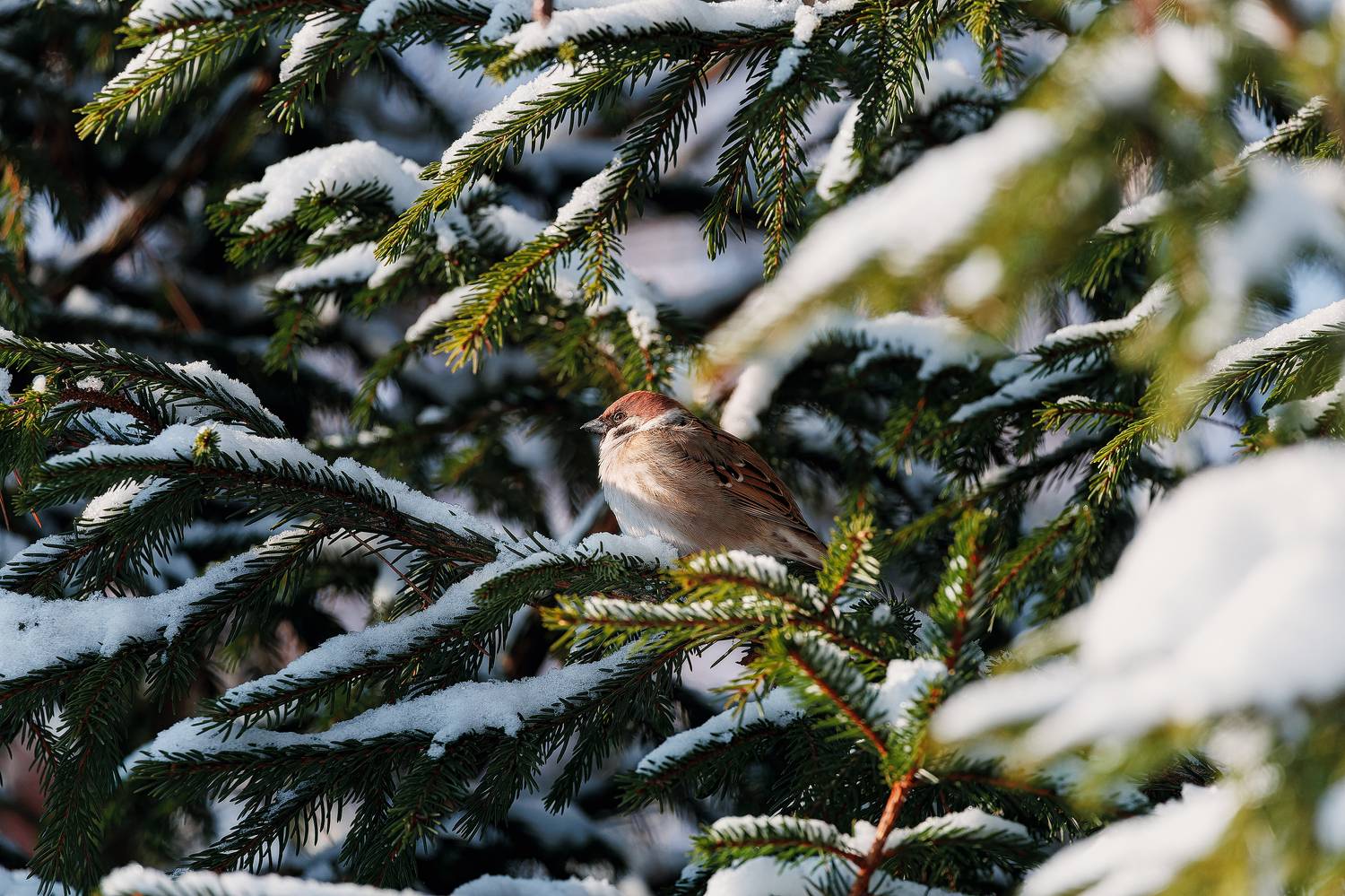 , Загруев Михаил