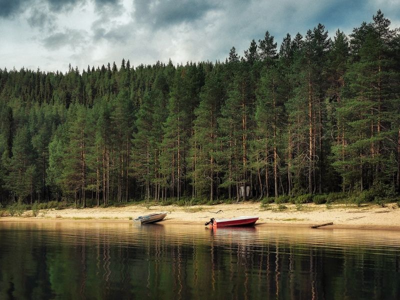Сосен зеленых стена фото превью