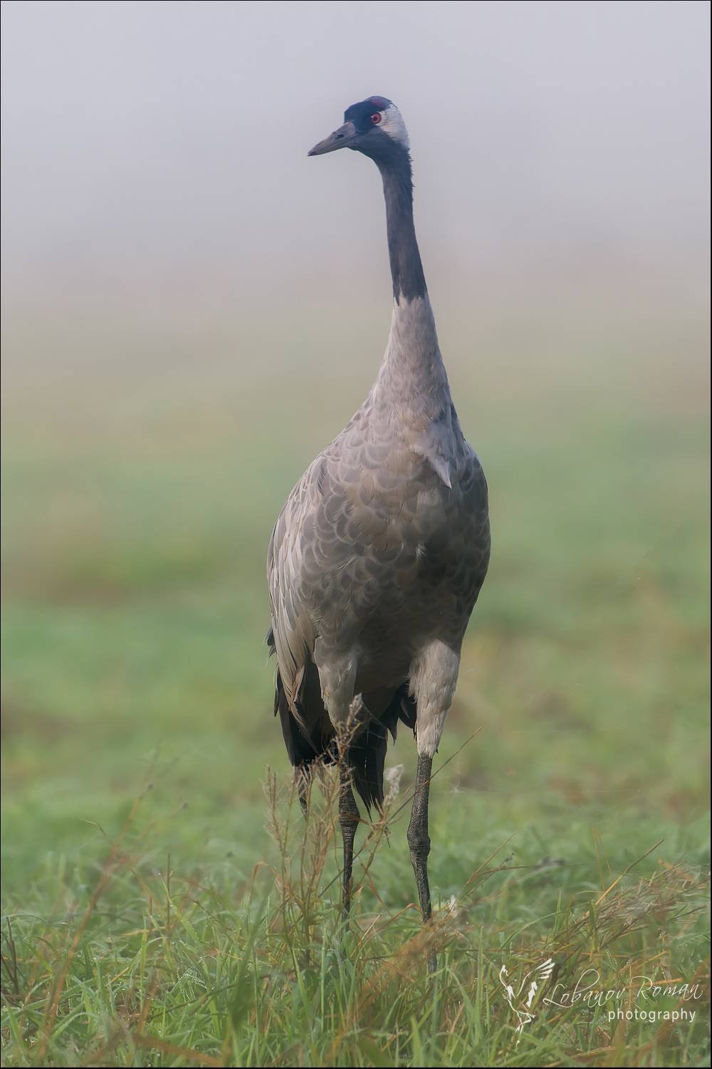 , Лобанов Роман