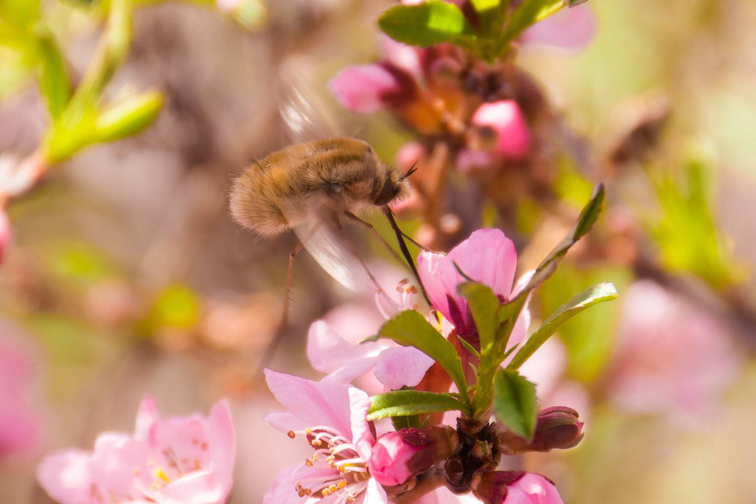 , Савенко Кирилл