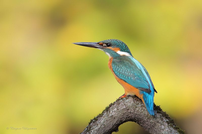 К осеннему отлёту готов! фото превью