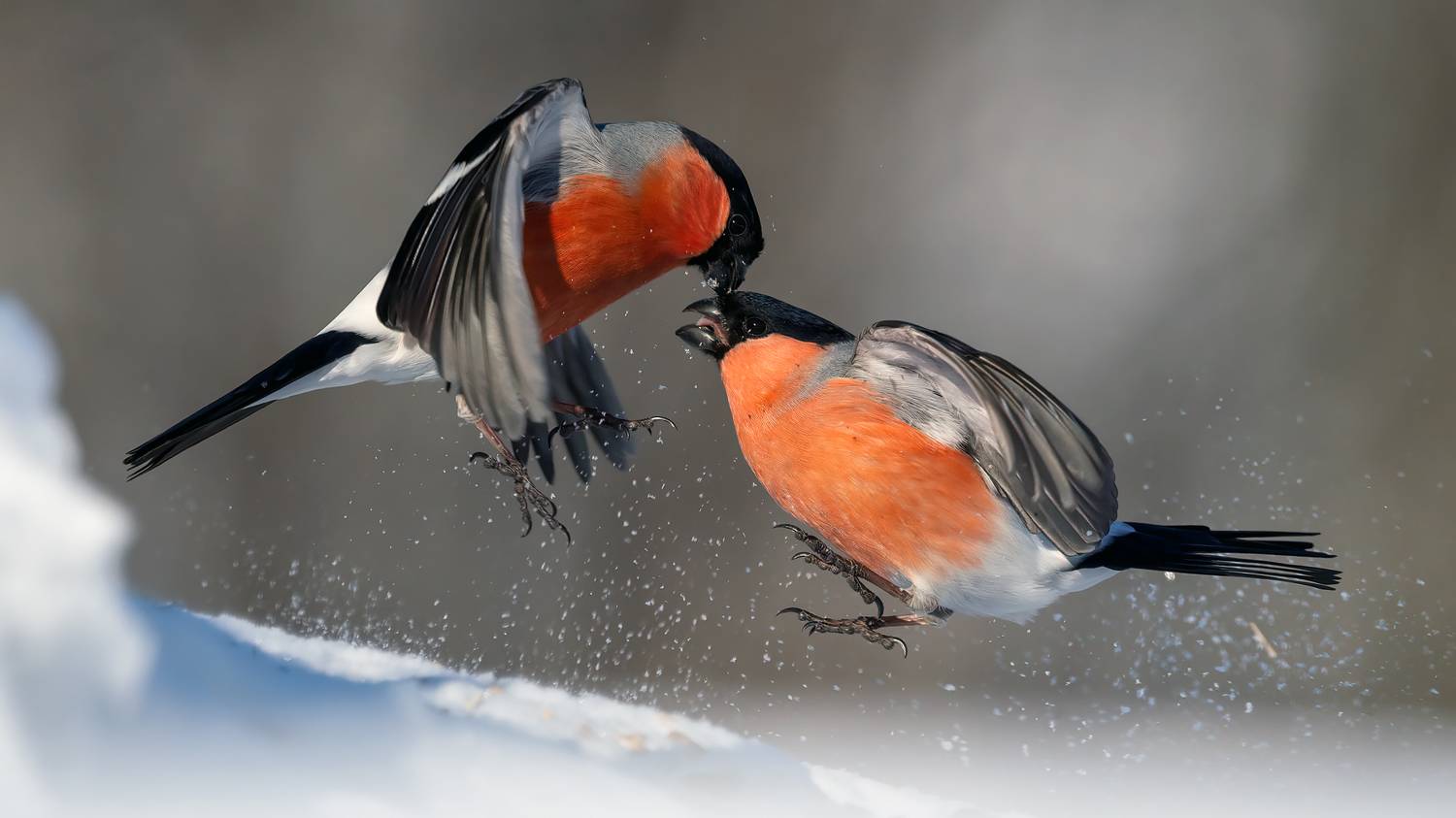 , Калинин Михаил