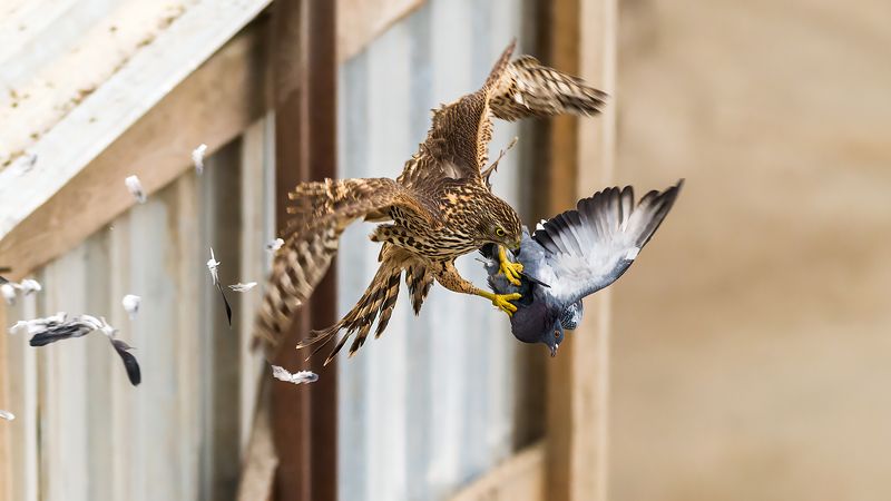 Ястреб тетеревятник и сизый голубь. фото превью
