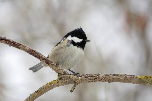 Московка (Periparus ater)