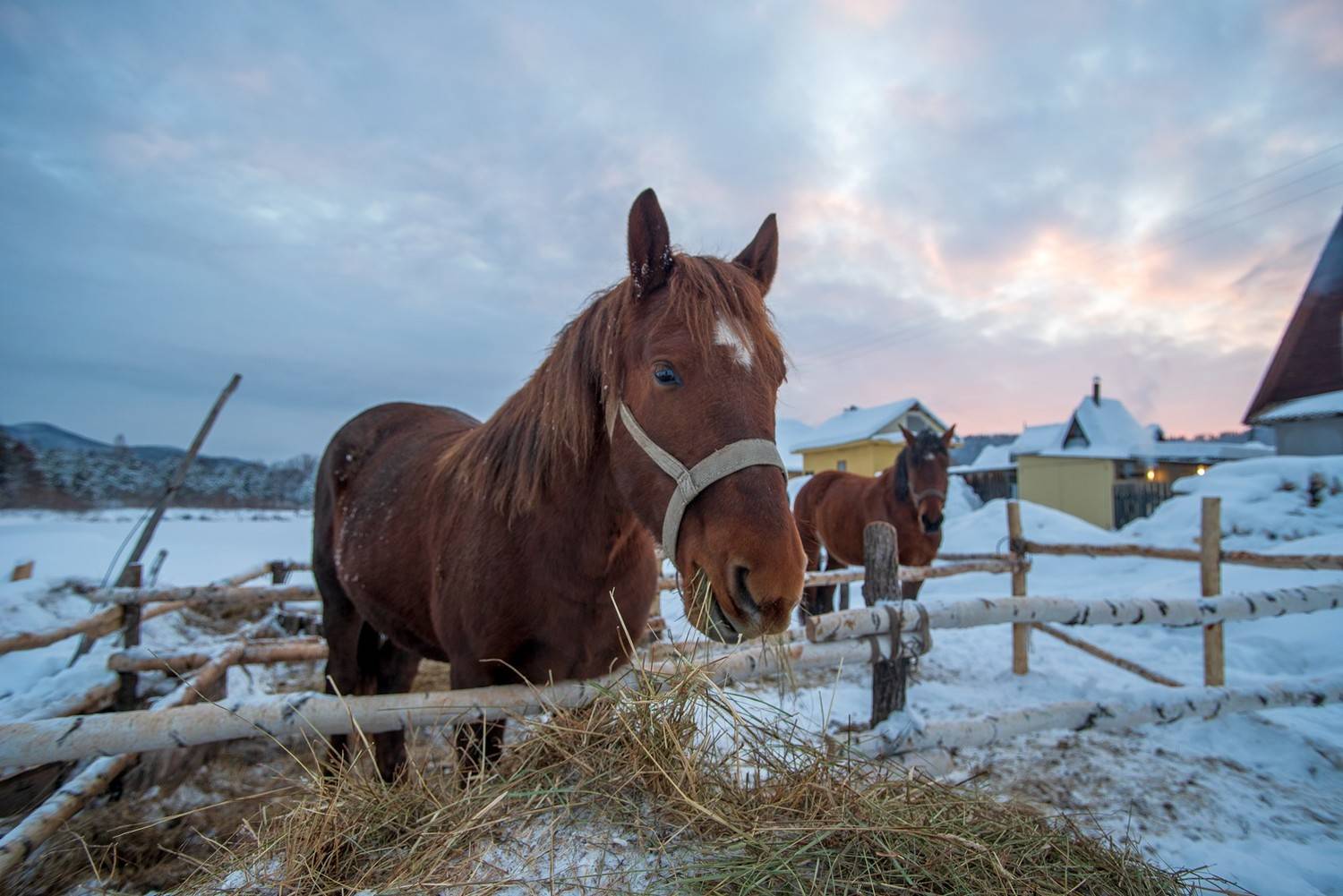 лошадь, загон, сено, вечер, зима, Юрий Мальцев