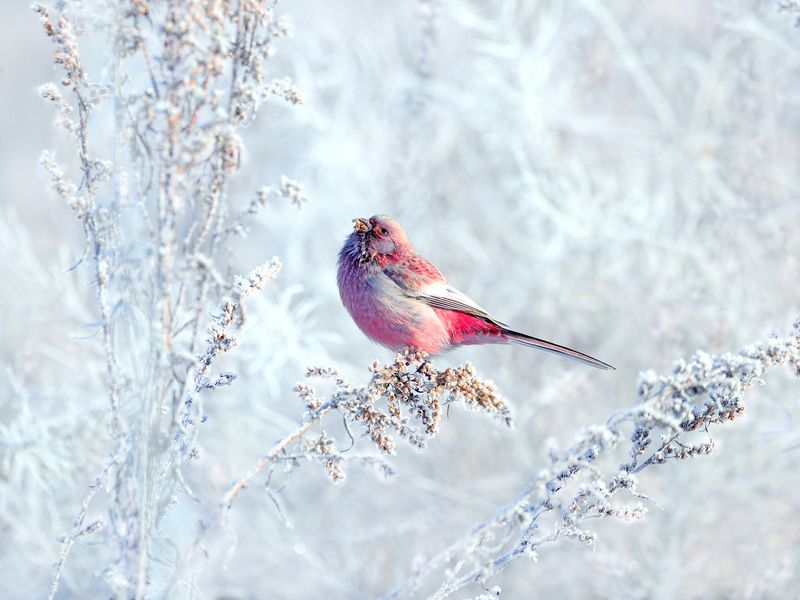 природа, фотоохота,  птицы, животные, урагус На зимней веточке полыни фото превью