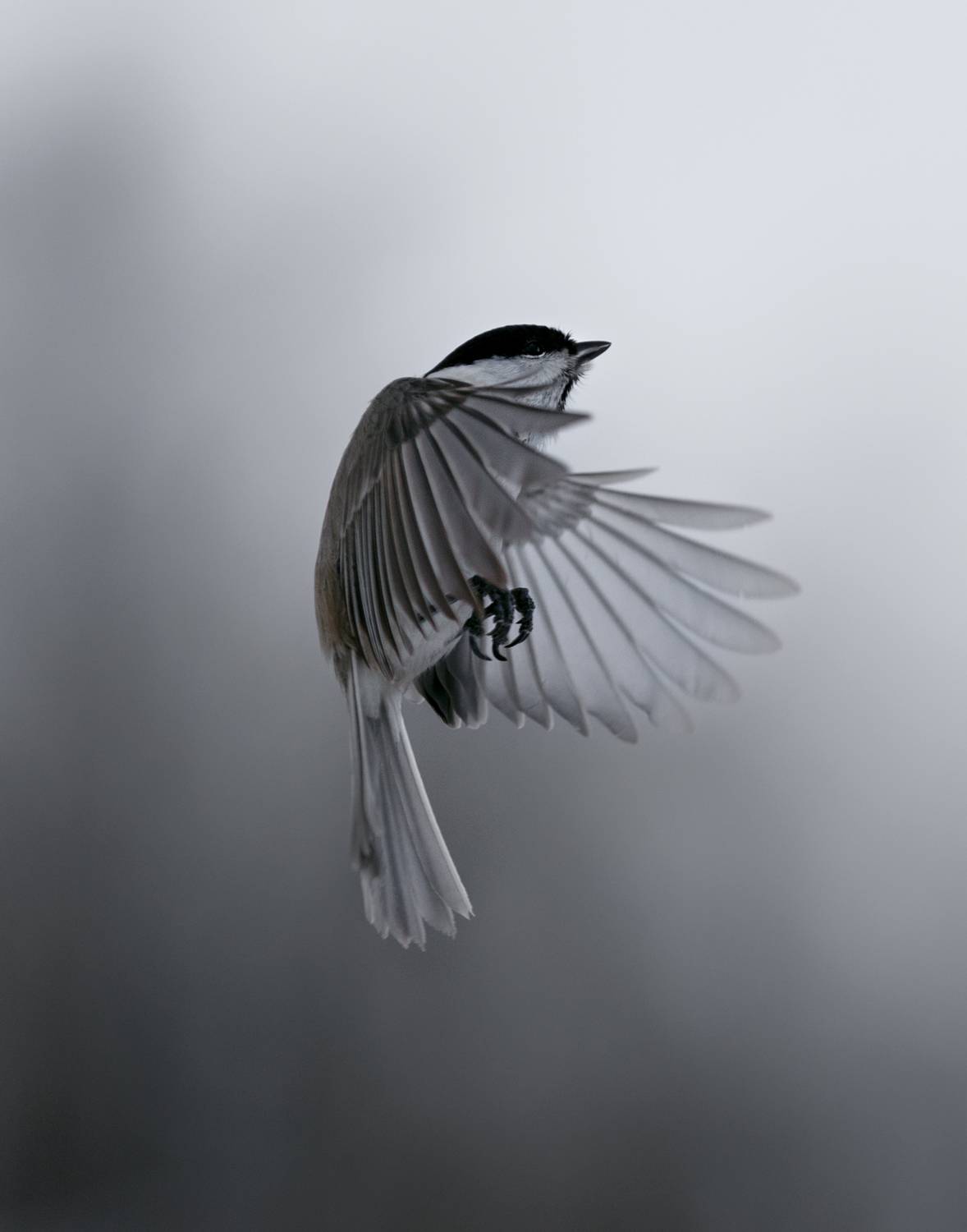 лес, свет, утро, природа, синица, птицы, Баранов Олег