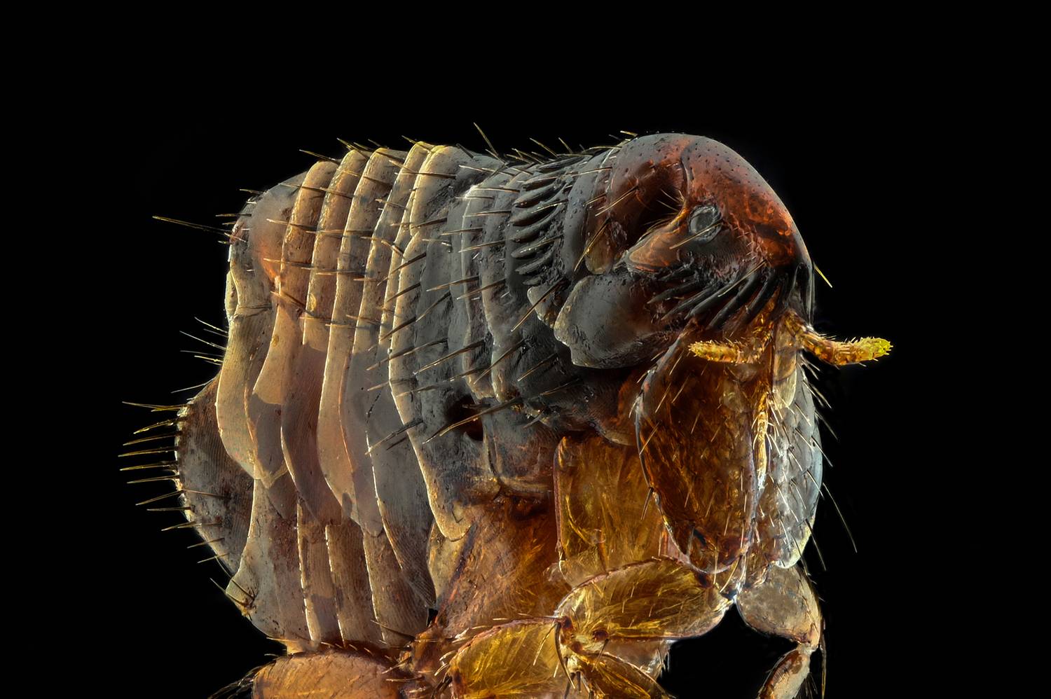 ceclii, macro, Ganev Tsvetan