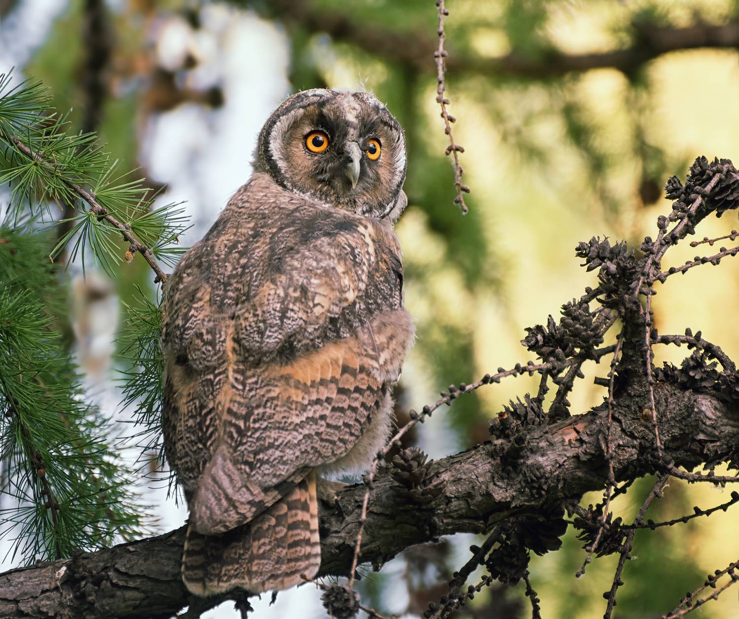 птица, сова, слёток,, Марина Мочалова