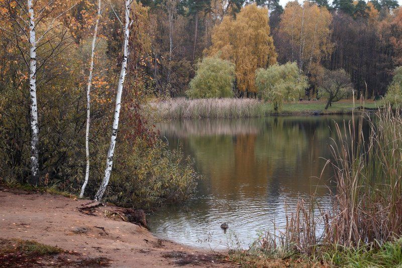 осень, парк, покровское-стрешнево, природа, пруд 1 час в осеннем парке фото превью