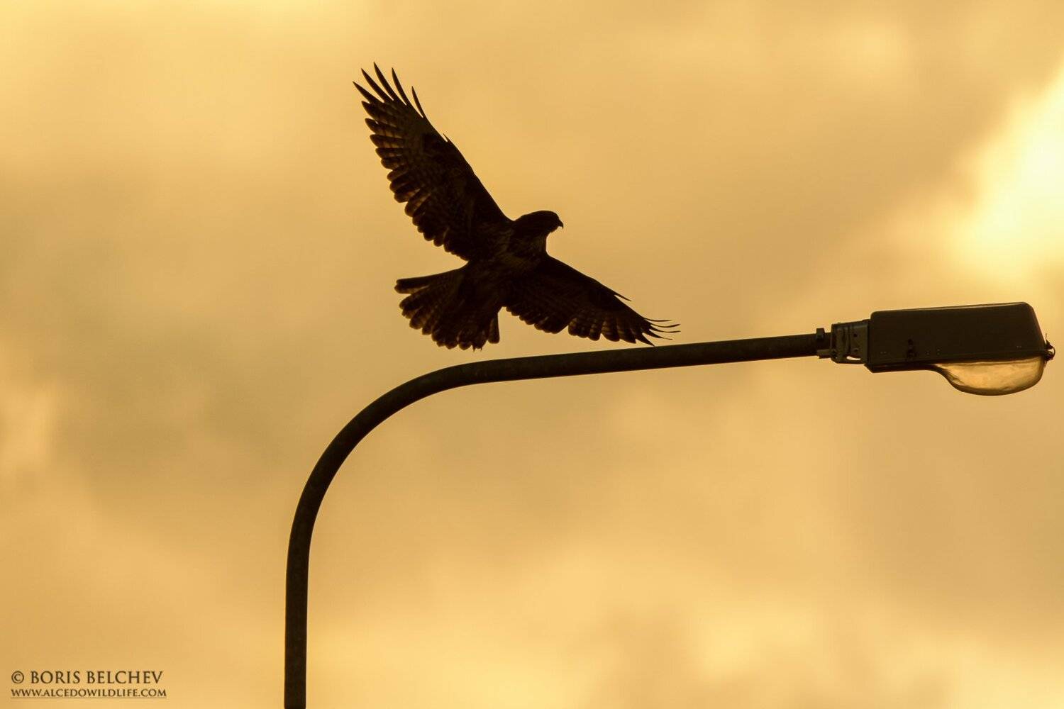 , Борис Белчев