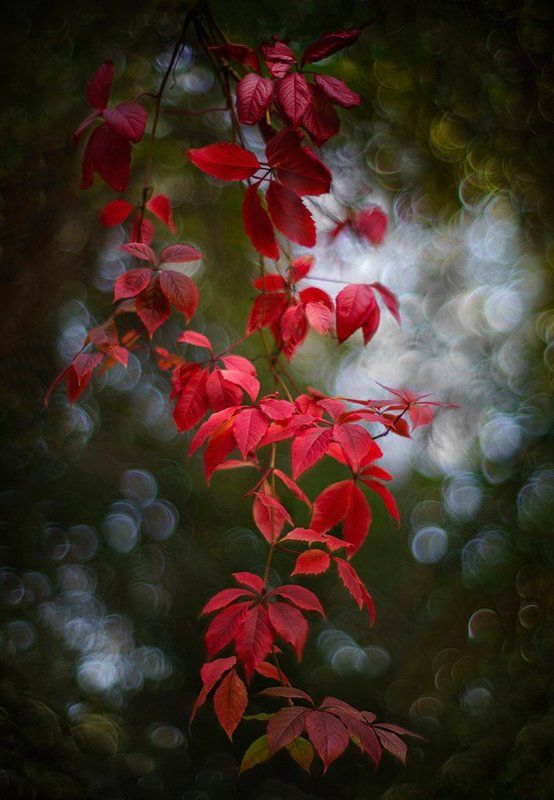 bokeh, tomioka, fall Дикий виноград фото превью