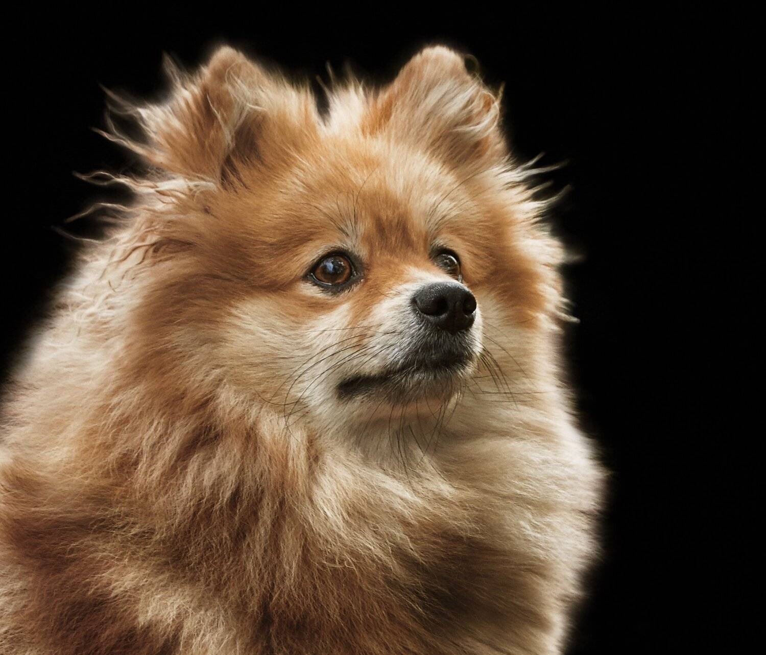 , Олег Богданов