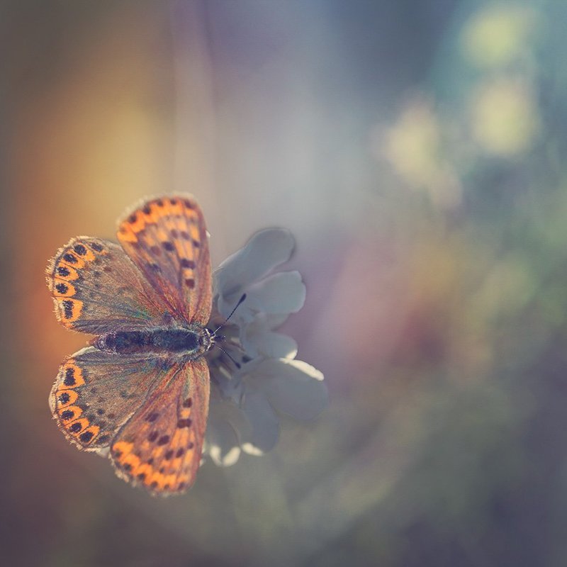 Осеняя бабочка фото превью