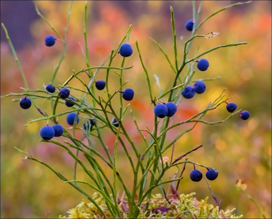 , Бурлов Андрей