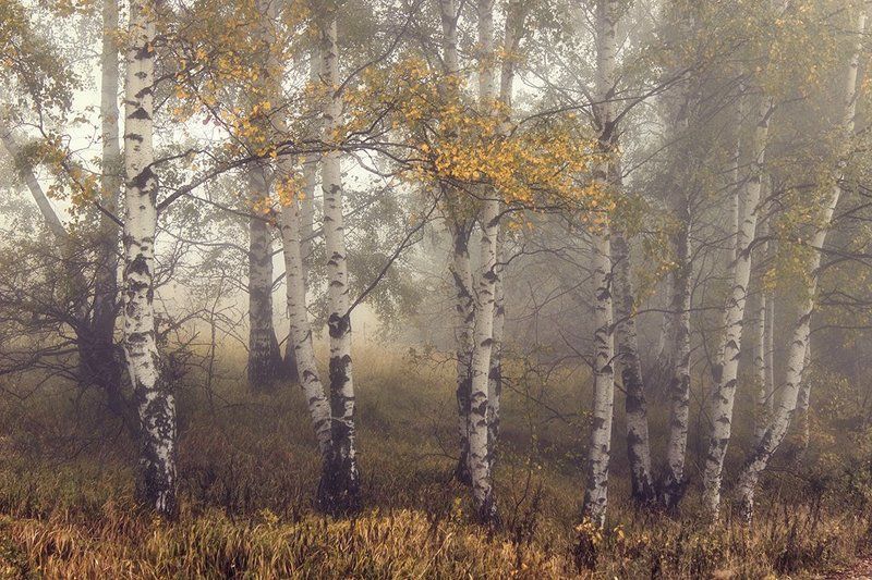 Березы, Лес, Осень, Туманъ  фото превью