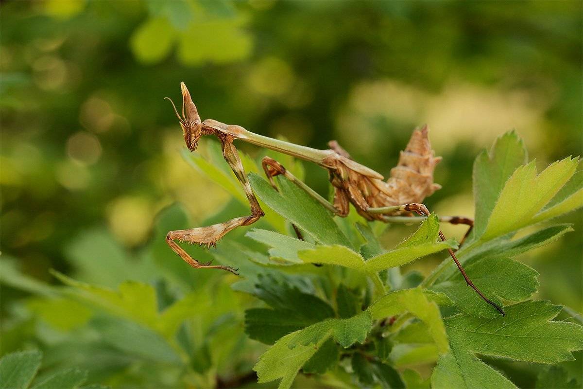 Богомол, Нимфа эмпузы, Эмпуза полосатая, Роман Рысь