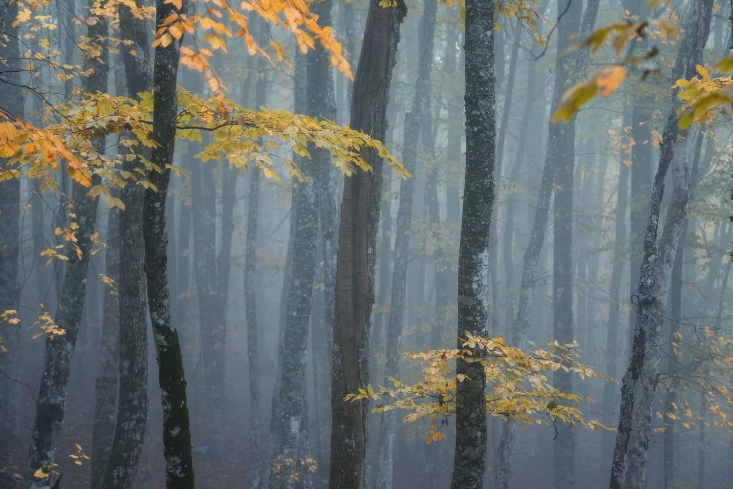 , Максим Евдокимов