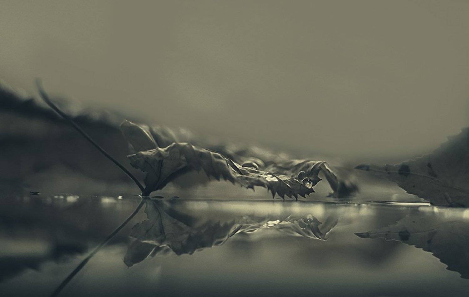 drops, leaf, reflection,, Desislava Ignatova