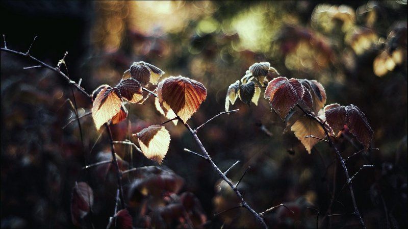 Природа, Утро Утреннее морозное фото превью