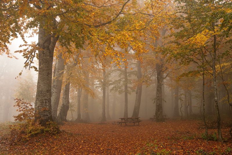 yellow trees forest autum leaves fog canon 6D turkey yellow фото превью