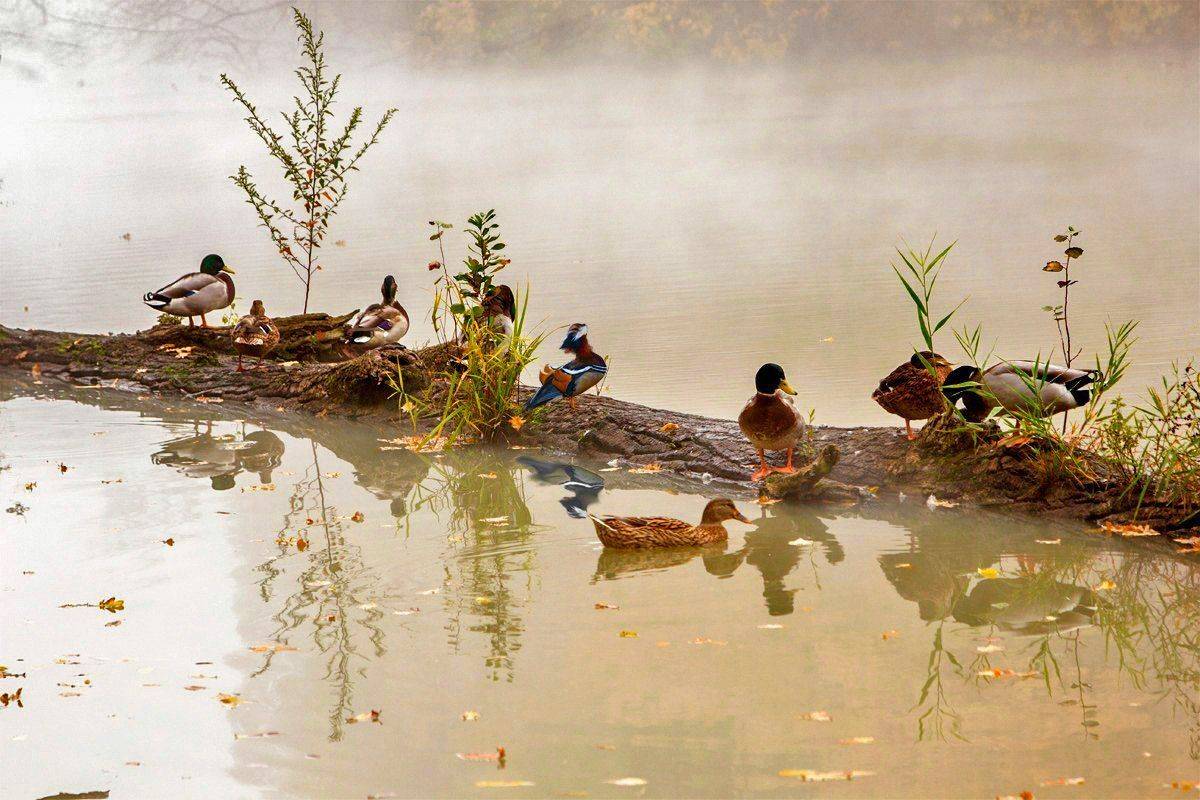 , Алексей Рыльский