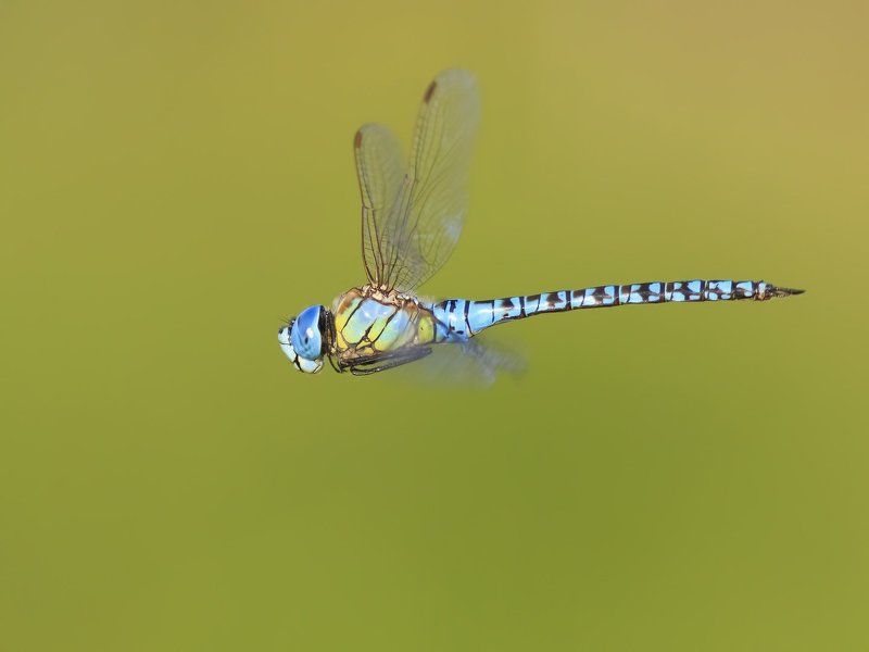 Полёт, Стрекоза predator фото превью