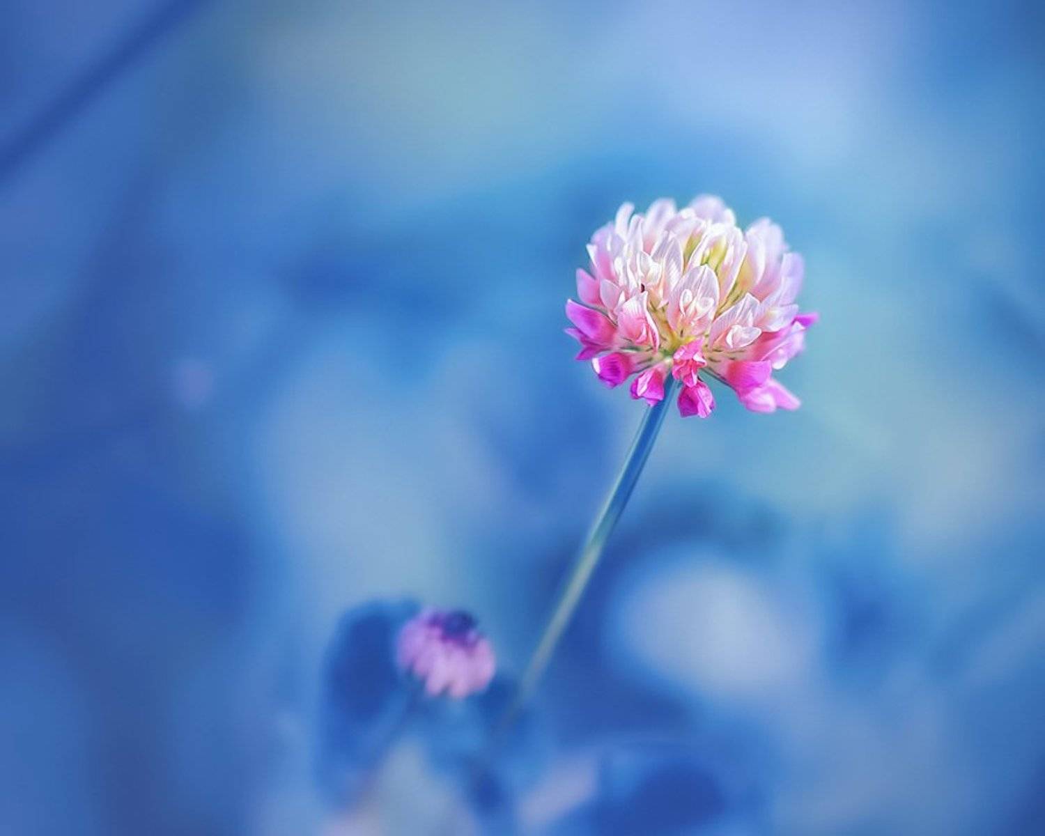 macro,nature,color,bokeh,blue, Antri  Solja