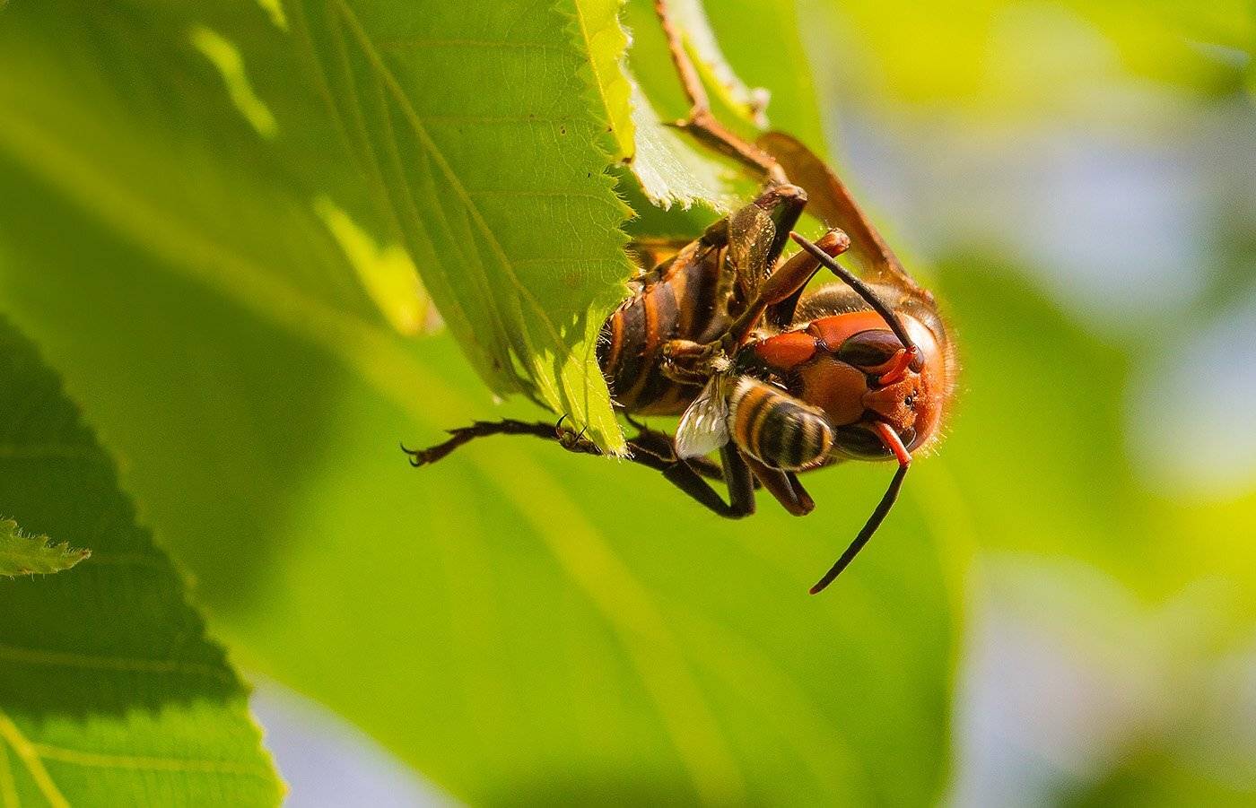 шершень, пчела, Евгений Слободской