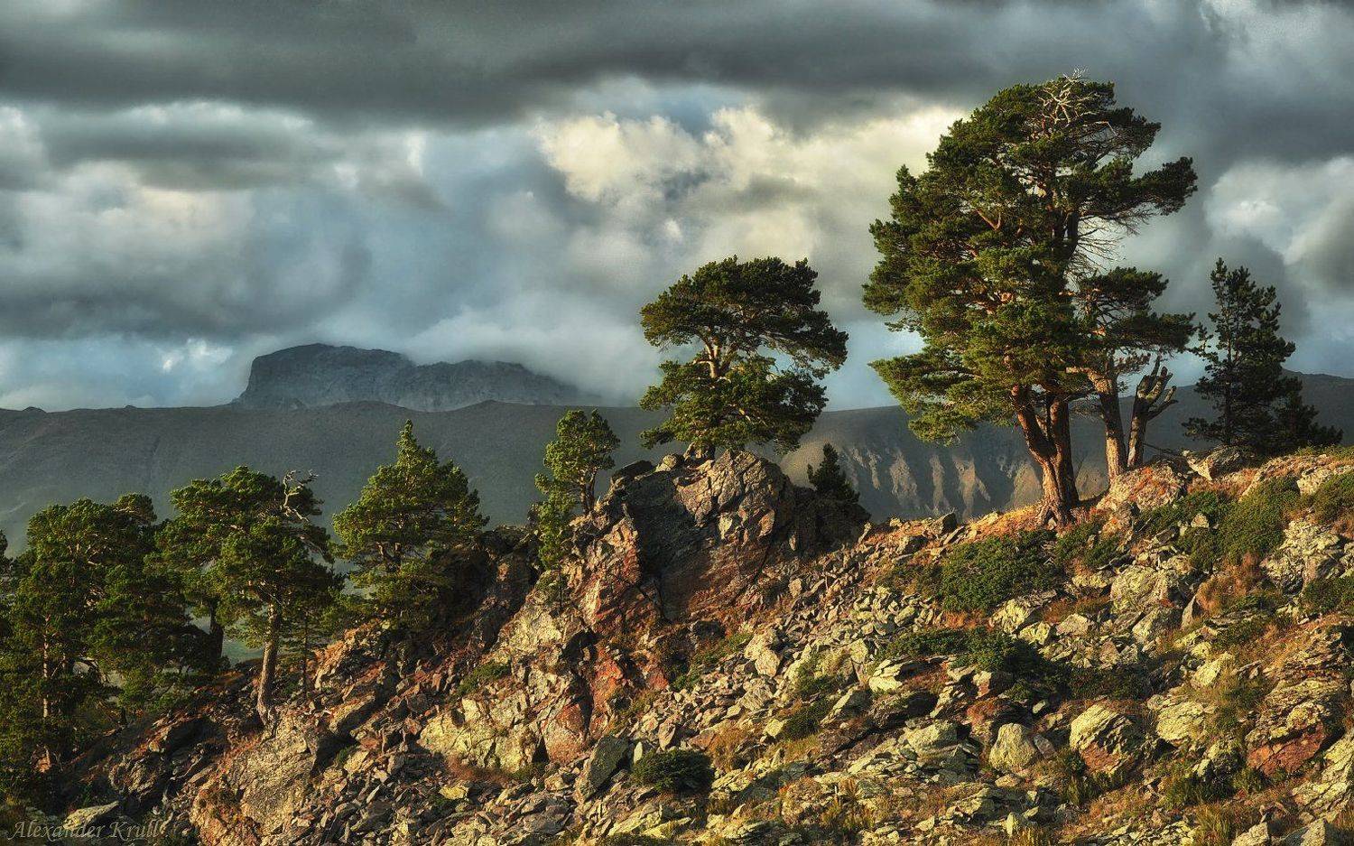 аркасара, кавказ, кчр, сосны, Александр Круль