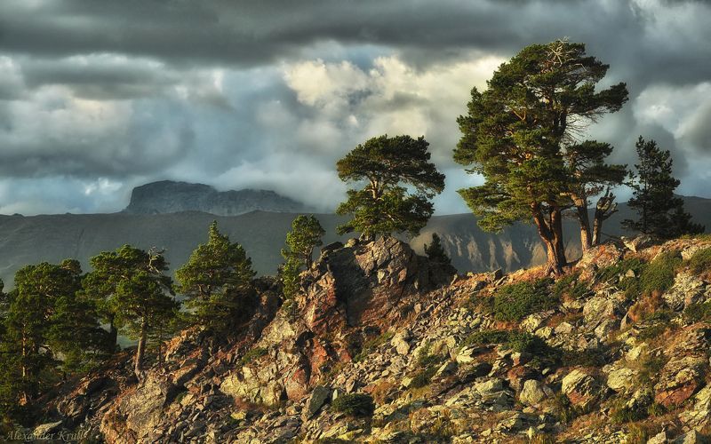 аркасара, кавказ, кчр, сосны Про стойкость... фото превью