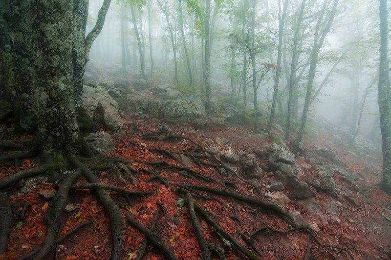 ай-петри, крым Лес Ай-Петри фото превью
