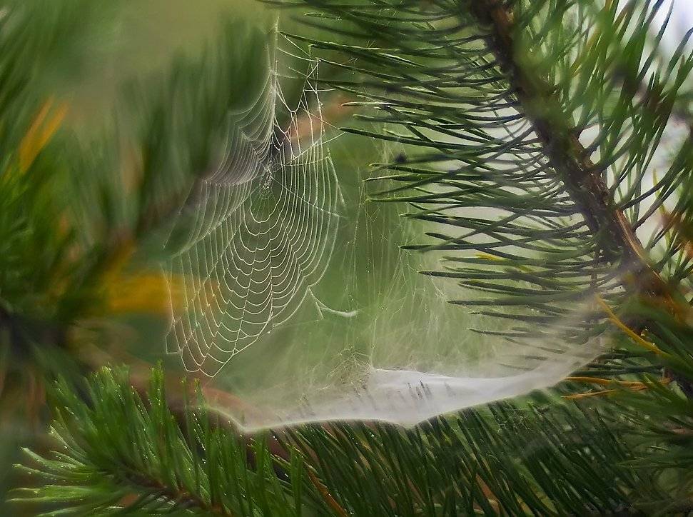 , Марина Брыдня