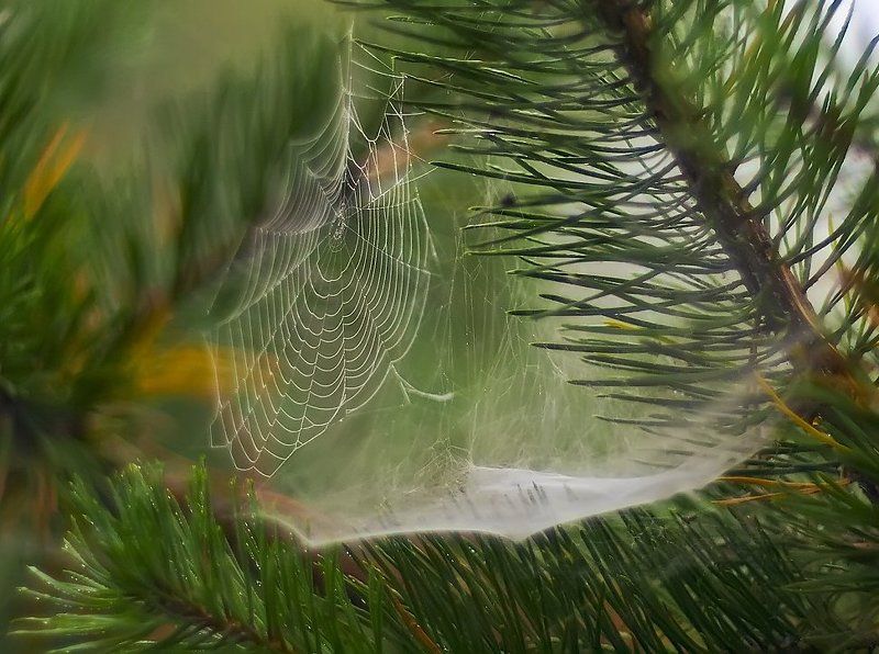 Сеточка фото превью