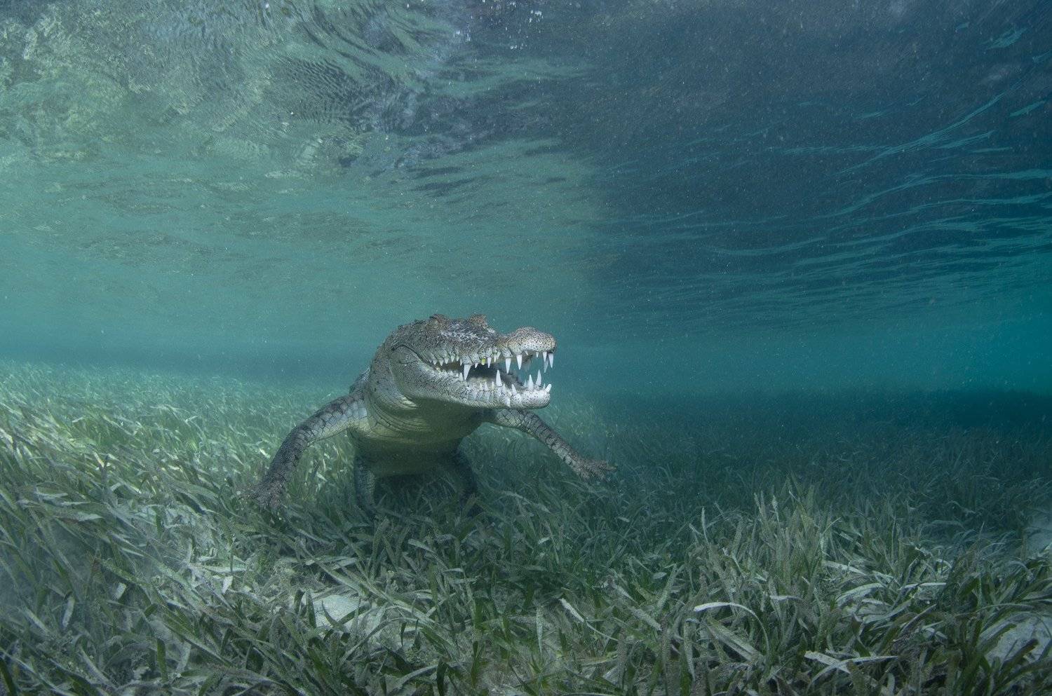 природа, животные, подводный мир, под водой, море, океан, Дмитрий Старостенков