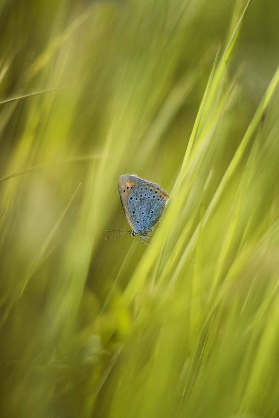Бабочка, Трава, Наталья